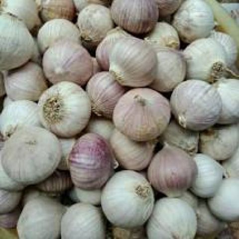 TỎI CÔ ĐƠN (1kg)