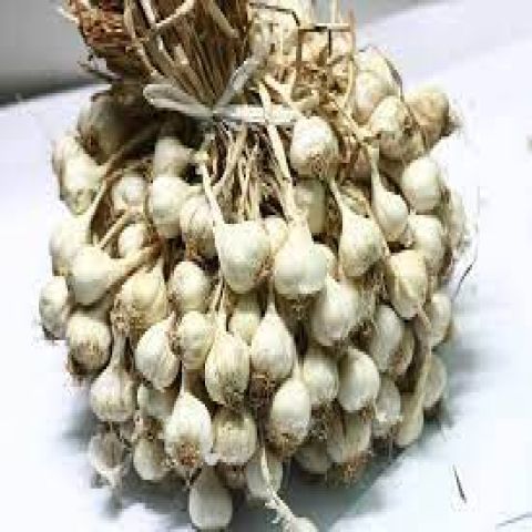 TỎI CHÙM PHAN RANG củ nhỏ (1kg)